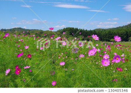長野縣佐久市荒船全景露營地的大波斯菊花園景觀 130405346