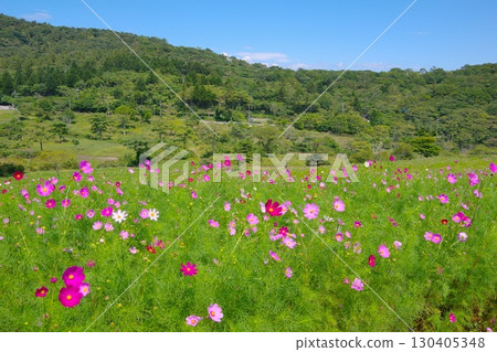 長野縣佐久市荒船全景露營地的大波斯菊花園景觀 130405348