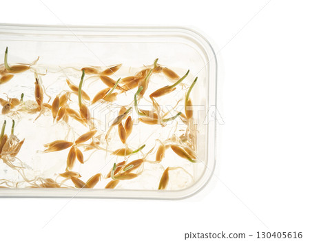 Wheat seeds germination process with sprouts in transparent container on white 130405616