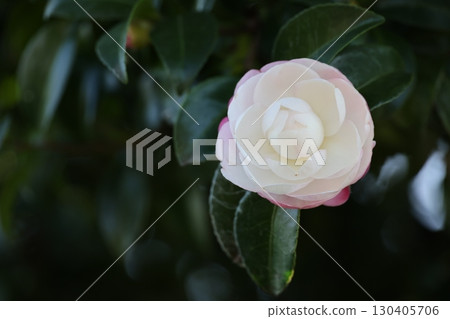 一朵白色山茶花的特寫鏡頭 130405706