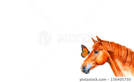 Brown horse head portrait with mane isolated on white background Brown horse head portrait with mane isolated on white background 130405730