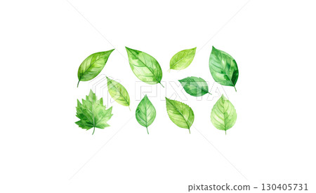Fresh green leaves, including various plant foliage and tree branches, isolated on a white background 130405731