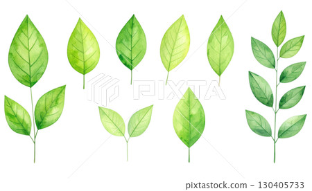 Fresh green leaves, including various plant foliage and tree branches, isolated on a white background 130405733