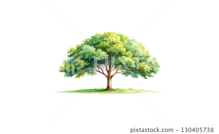 Isolated summer oak tree with yellow flowers and green leaves isolated on white background. 130405738