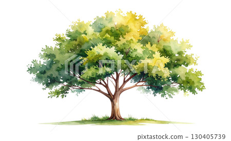 Isolated summer oak tree with yellow flowers and green leaves isolated on white background. Isolated summer oak tree with yellow flowers and green leaves isolated on white background. 130405739