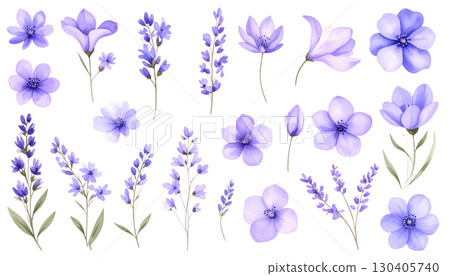 Purple lavender flowers blooming, isolated on white background. Purple lavender flowers blooming, isolated on white background. 130405740