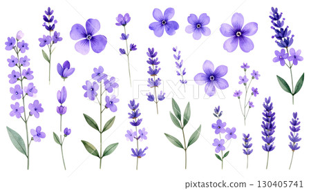 Purple lavender flowers blooming, isolated on white background. Purple lavender flowers blooming, isolated on white background. 130405741