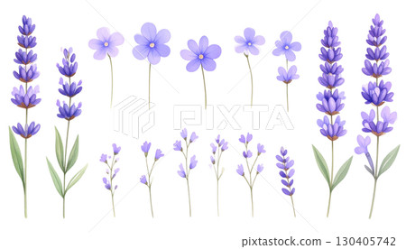 Purple lavender flowers blooming, isolated on white background. 130405742
