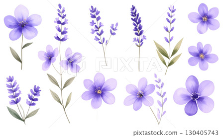Purple lavender flowers blooming, isolated on white background. Purple lavender flowers blooming, isolated on white background. 130405743