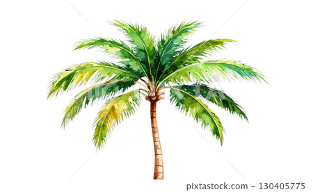Single tropical palm tree on white background 130405775