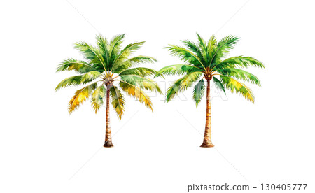 Single tropical palm tree on white background Single tropical palm tree on white background 130405777