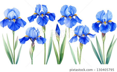 Purple and blue iris flower blossom isolated on white background 130405795