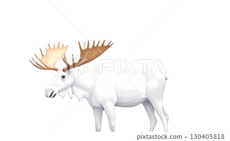 Antelope, a wild mammal with antlers, isolated on white background Antelope, a wild mammal with antlers, isolated on white background 130405818