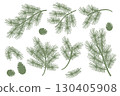 Nature green pines leaves with pine nut collection.Vector illustration. 130405908