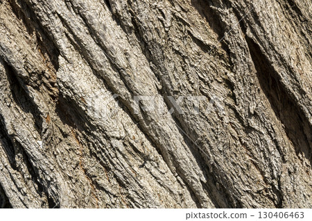 Olive tree bark pinaster trunk symbol. Texture made of olive tree bark . Beautiful olive tree bark trunk background. Greece, Conceptual image. Peaceful nature. 130406463