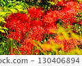 Cluster amaryllis of Korankei 130406894