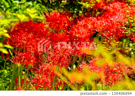 Cluster amaryllis of Korankei 130406894