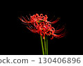 Cluster amaryllis of Korankei 130406896