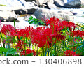 Cluster amaryllis of Korankei 130406898