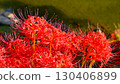 Cluster amaryllis of Korankei 130406899