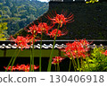 Cluster amaryllis at Sanshu Asuke Estate 130406918