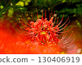 Cluster amaryllis of Korankei 130406919