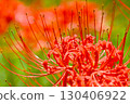 Cluster amaryllis of Korankei 130406922