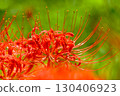 Cluster amaryllis of Korankei 130406923