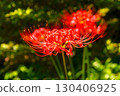 Cluster amaryllis of Korankei 130406925