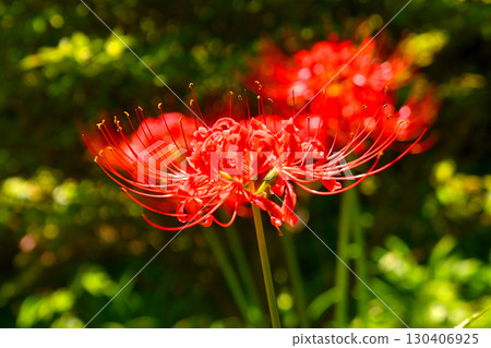 Cluster amaryllis of Korankei 130406925