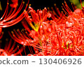 Cluster amaryllis of Korankei 130406926