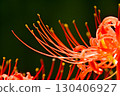 Cluster amaryllis of Korankei 130406927