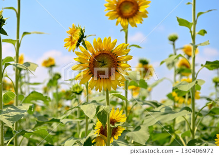 說到夏天的花朵,黃色的向日葵 說到夏天的花朵,黃色的向日葵 130406972