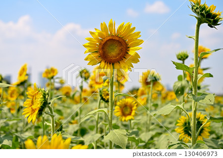 說到夏天的花朵,黃色的向日葵 說到夏天的花朵,黃色的向日葵 130406973