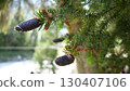 Purple pine cones growing on evergreen tree branch 130407106