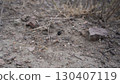 Black spider hanging on its web in desert habitat 130407119