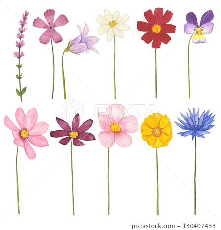 Collection of meadow flowers on a white background. Watercolor 130407433
