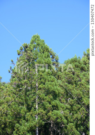 筆直的針葉樹 130407472