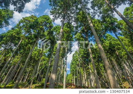 Coniferous forest in Kutsuki, Takashima City, Shiga Prefecture 130407534