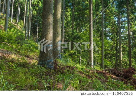 Coniferous forest in Kutsuki, Takashima City, Shiga Prefecture 130407536