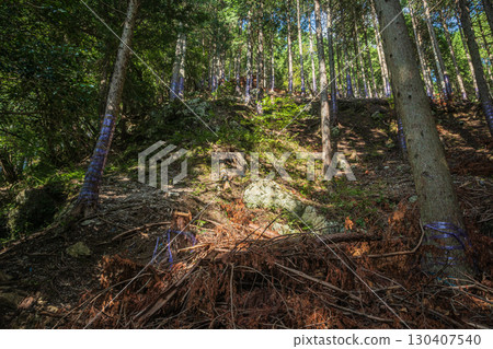 滋賀縣高島市久月的針葉林 130407540