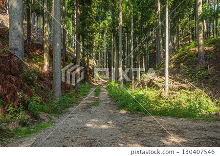 穿過針葉林的小路,滋賀縣高島市久月市 穿過針葉林的小路,滋賀縣高島市久月市 130407546