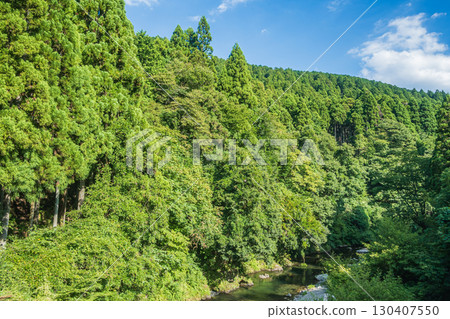 Coniferous forest in Kutsuki, Takashima City, Shiga Prefecture Coniferous forest in Kutsuki, Takashima City, Shiga Prefecture 130407550