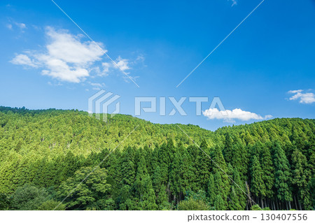 Coniferous forest in Kutsuki, Takashima City, Shiga Prefecture 130407556