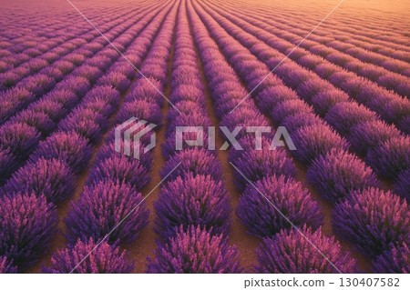Lavender field during sunset showcasing rows of vibrant purple blossoms in a serene rural landscape Lavender field during sunset showcasing rows of vibrant purple blossoms in a serene rural landscape 130407582