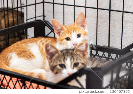 Two Cute and Adorable Kittens Resting Together in a Cage Two Cute and Adorable Kittens Resting Together in a Cage 130407595