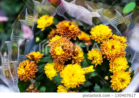 Beautiful and Vibrant Yellow Chrysanthemums in Decorative Wrap Beautiful and Vibrant Yellow Chrysanthemums in Decorative Wrap 130407617
