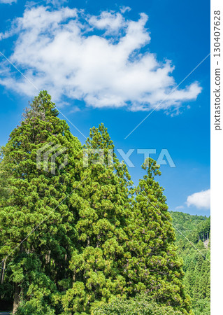 滋賀縣高島市久月的針葉林 130407628