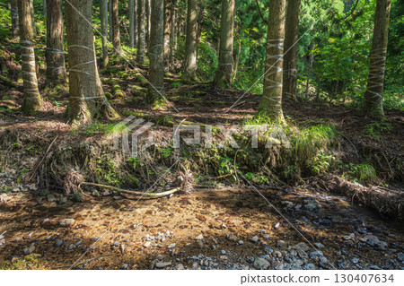 Coniferous forest in Kutsuki, Takashima City, Shiga Prefecture 130407634