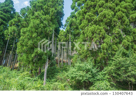 Coniferous forest in Kutsuki, Takashima City, Shiga Prefecture 130407643